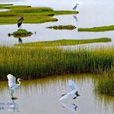 貞鳥 貞鳥