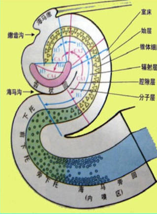 孫泰英 孫泰英