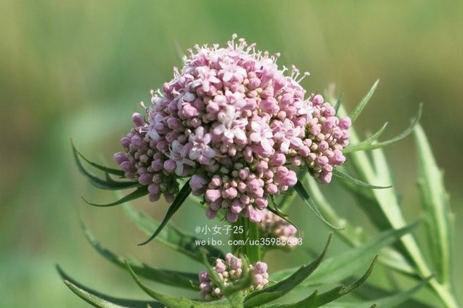 披針葉纈草 披針葉纈草