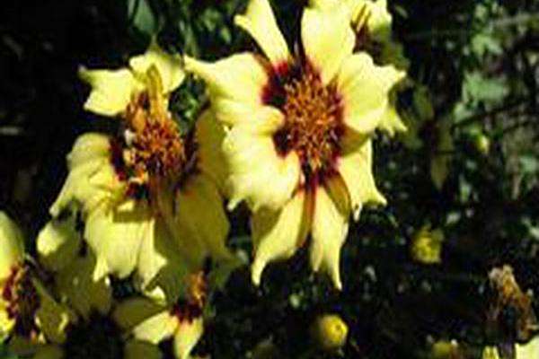 Coreopsis \x27Autumn Blush\x27