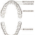 理想正常頜 理想正常頜