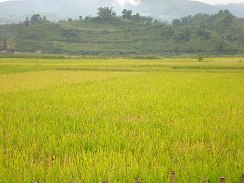 酒藥自然村水稻種植業