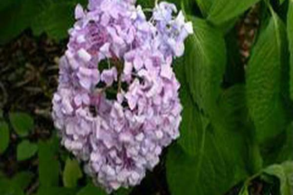 Hydrangea macrophylla \x27Bailmer\x27 ENDLESS SUMMER Hydrangea macrophylla \x27Bailmer\x27 ENDLESS SUMMER