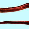 食蟹豆齒蛇鰻