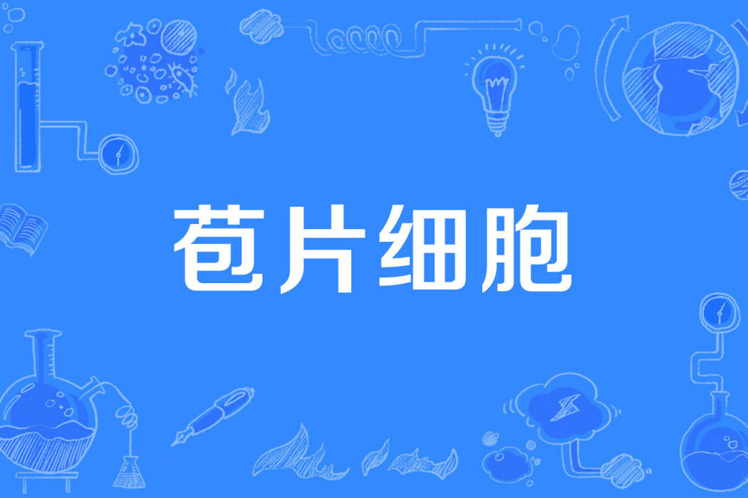 苞片細胞 苞片細胞