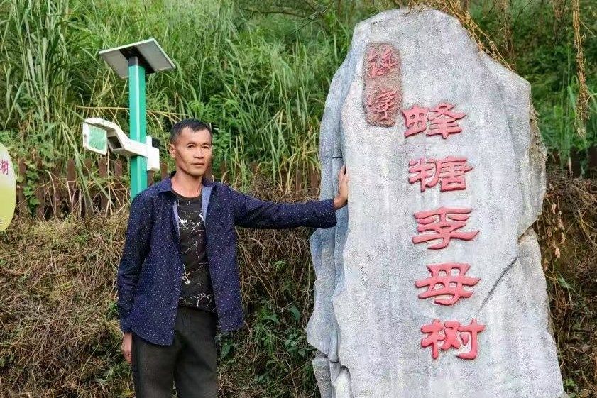 羅大友(鎮寧蜂糖李種植戶、鎮寧蜂糖李母樹栽培人) 羅大友(鎮寧蜂糖李種植戶、鎮寧蜂糖李母樹栽培人)