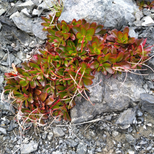 Epilobium crassum