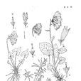 裂舌垂頭菊 裂舌垂頭菊