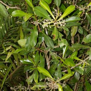 Tapeinosperma vieillardii