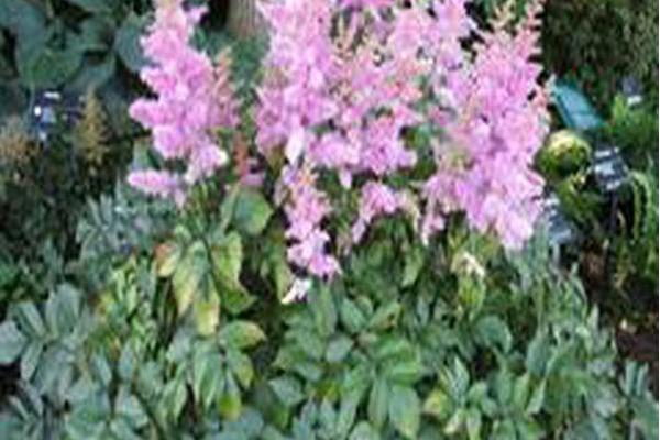 Astilbe chinensis \x27Love and Pride\x27 Astilbe chinensis \x27Love and Pride\x27