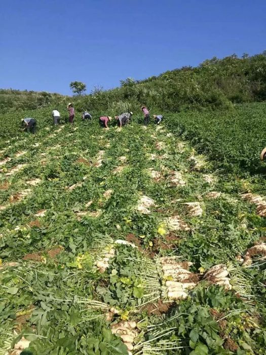 桑植蘿蔔 桑植蘿蔔