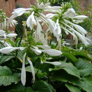 玉簪(Hosta plantaginea)