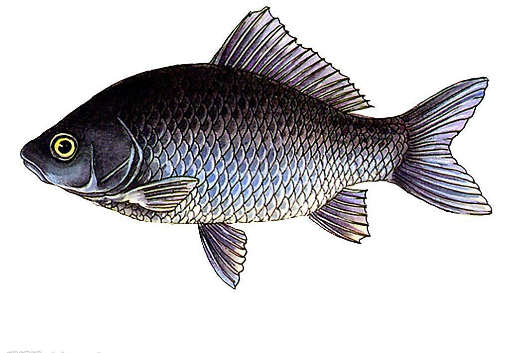 魚類 脊椎動物的一個分類 外形特徵 形態 魚鰭 皮膚 魚鱗 骨骼 肌肉 生活習性 中文百科全書