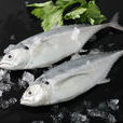 鐵甲池魚 鐵甲池魚