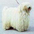 波利犬