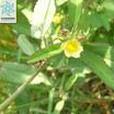 湖南黃花棯 湖南黃花棯