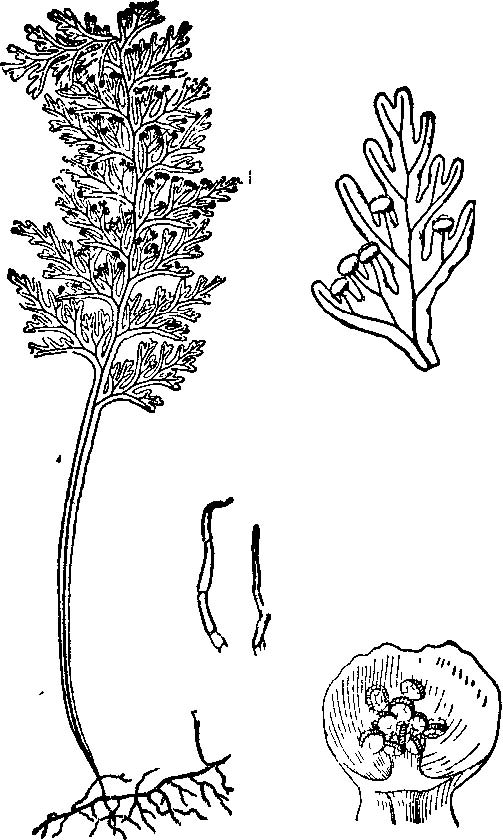 蕗蕨(膜蕨科蕗蕨屬的植物)