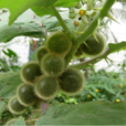 毛茄 毛茄