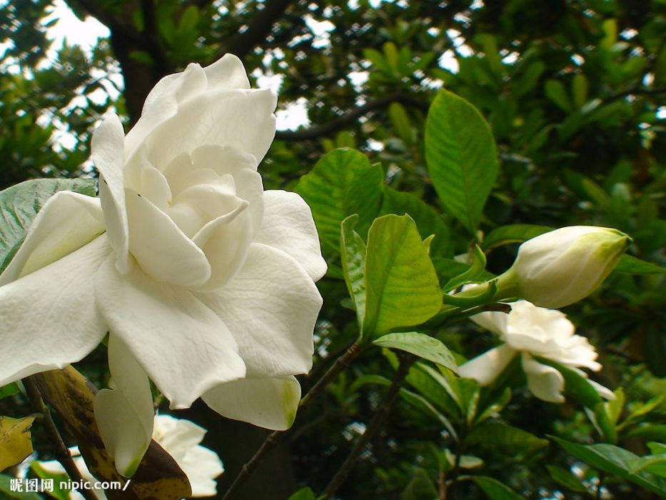 梔子花(枙子花) 梔子花(枙子花)