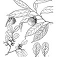黃心柿 黃心柿