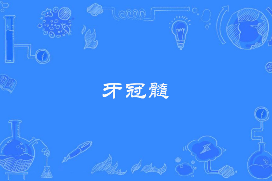 牙冠髓