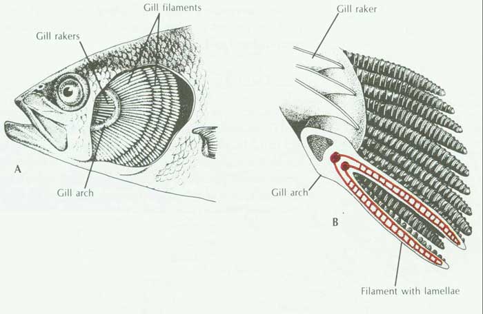 鰓弓（圖中的Gill arch）