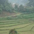 路稠村 路稠村