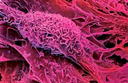 胚胎幹細胞