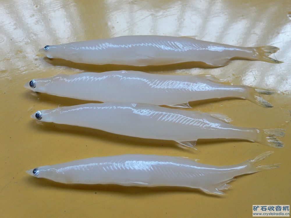 巢湖水晶銀魚