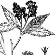 狹葉天料木 狹葉天料木