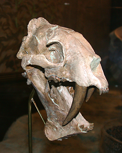 始劍齒虎頭骨化石