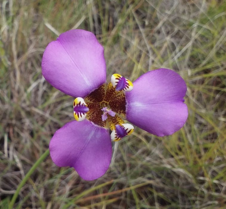 Hesperoxiphion niveum