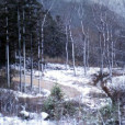 青苔關林場 青苔關林場