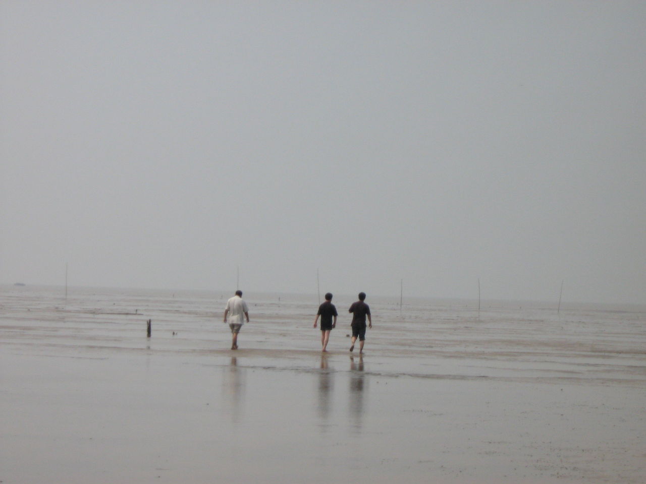 江蘇鹽城的淤泥質海岸