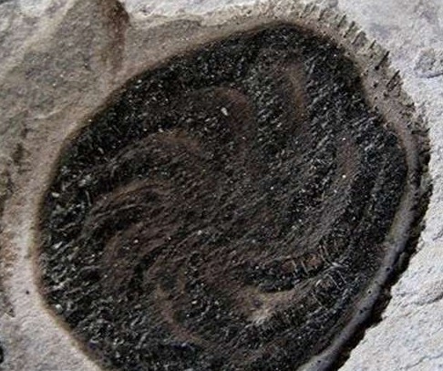 八臂仙母蟲化石