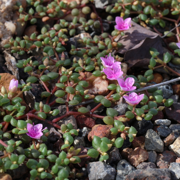 Portulaca digyna