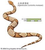 北美銅頭蛇