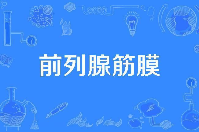 前列腺筋膜 前列腺筋膜