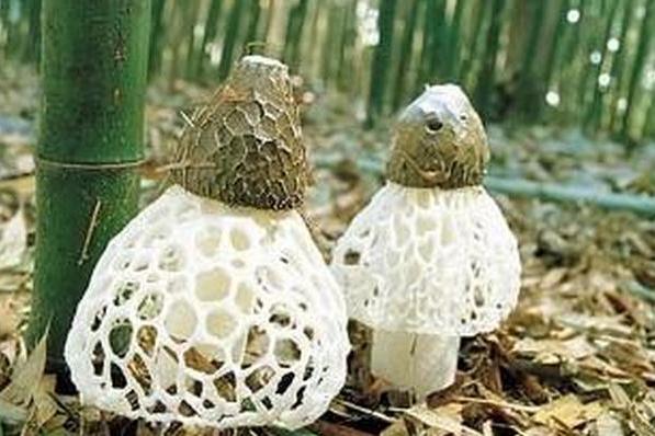 鑲竹蓀 鑲竹蓀