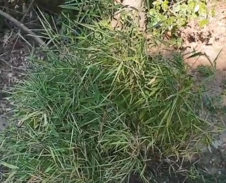 筆仔草(中藥) 筆仔草(中藥)