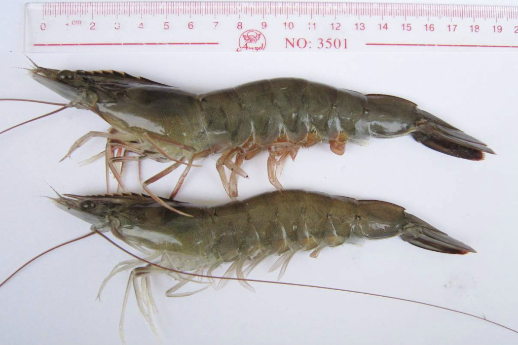 科海1號 科海1號