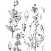異花組 異花組
