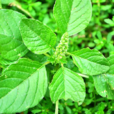 野莧菜 野莧菜