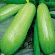 京葫12號 京葫12號