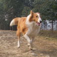 沙克犬 沙克犬