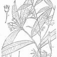 細花樹蘿蔔 細花樹蘿蔔