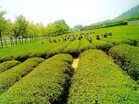 虞山綠茶