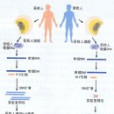 絨毛膜癌症 絨毛膜癌症