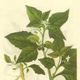 老鴉眼睛草 老鴉眼睛草