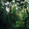 熱帶雨林景區